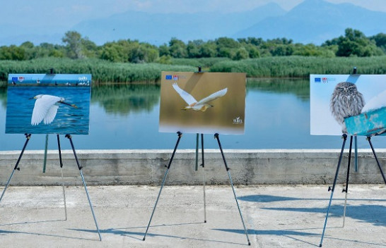Liqeni i Shkodrës në fokusin e fotografëve të jetës së egër [Foto]