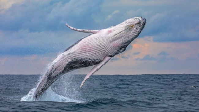 E mahnitshme: Balena 40 tonëshe bën ‘akrobaci’ në det, mahniten turistët [Foto]