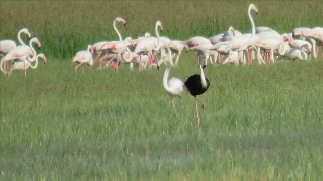 Fenomen i rrallë në Turqi, shfaqet flamingo e zezë