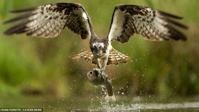 Fotografi mahnitëse të shqiponjës duke zënë peshk