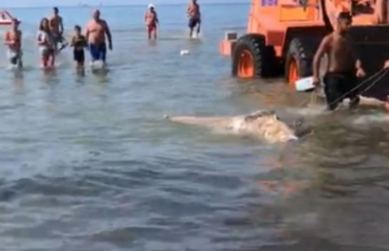 Delfini i ngordhur del në bregun e plazhit të Durrësit