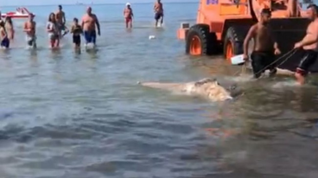 Delfini i ngordhur del në bregun e plazhit të Durrësit