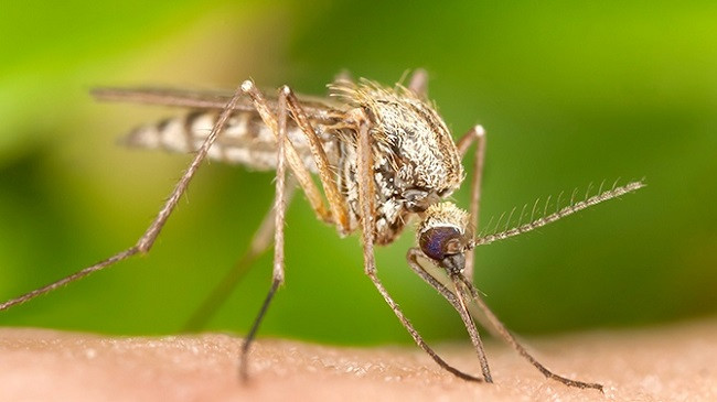 IKSHPK alarmon për mundësinë e shfaqjes të një virusi tjetër: Apelon te qytetarët për kujdes nga pickimi i mushkonjave