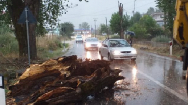 Erërat e forta rrëzojnë pemën, bllokohet rruga Gjirokastër-Kakavijë