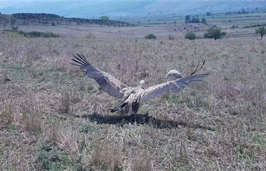Shkaba Mokos, sërish e lirë në natyrë!