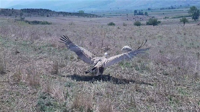 Shkaba Mokos, sërish e lirë në natyrë!