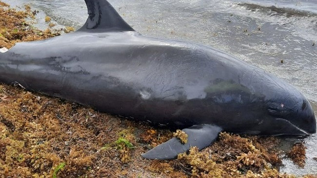 Ngordhja e delfinëve në brigjet e Mauritius ngjall zemërim dhe pikëpyetje tek banorët