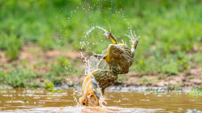 Fotografi të pabesueshme të bretkosave rivale që luftojnë për të drejtën e çiftimit