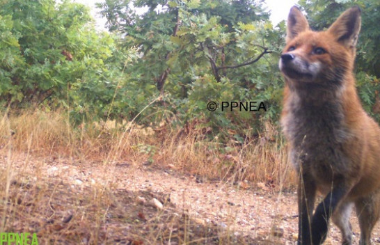 Pamje mahnitëse/ Kamerat kurth fotografojnë kafshët e egra në Parkun e Prespës