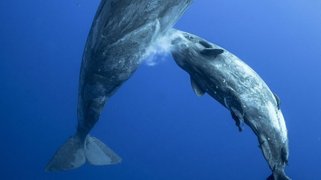 Pamje mahnitëse të balenës nënë që ushqen të voglin e saj duke injektuar qumësht në det