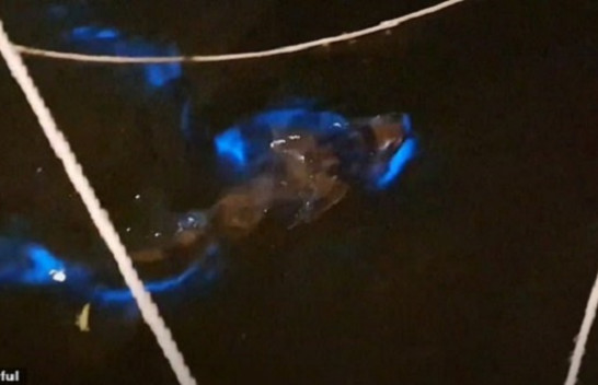 Momente magjepsëse, filmohet peshkaqeni që lëshon dritë teksa noton në det