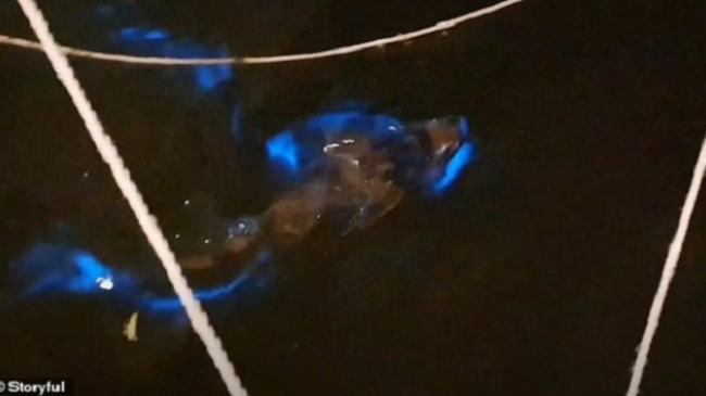 Momente magjepsëse, filmohet peshkaqeni që lëshon dritë teksa noton në det