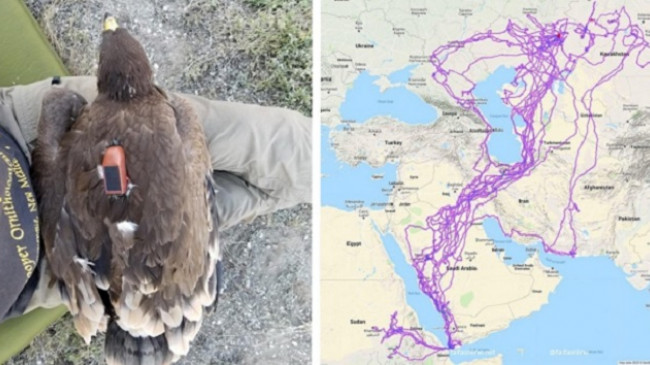Harta e pabesueshme që tregon rrugët e fluturimit të shqiponjave gjatë një viti