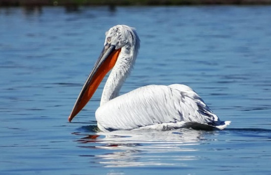 Pelikani kaçurrel nis folezimin në parkun Divjakë-Karavasta
