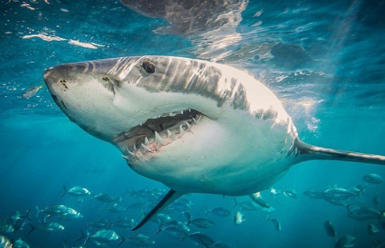 Alarmojnë shkencëtarët: Peshkaqenët drejt zhdukjes