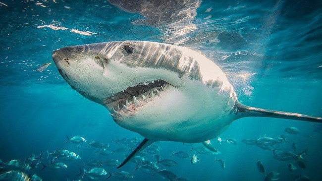 Alarmojnë shkencëtarët: Peshkaqenët drejt zhdukjes