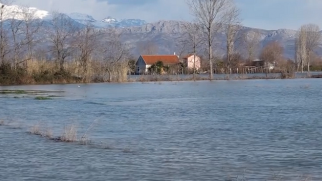 Përkeqësohet situata e përmbytjeve në Shkodër, qindra hektarë nën ujë