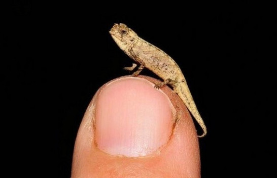 ‘Zvarraniku më i vogël në tokë’ zbulohet në Madagaskar