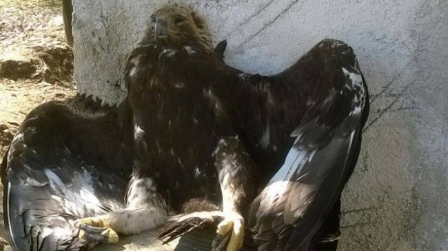 Shqiponja e malit, simboli Kombëtar, qëllohet me armë zjarri