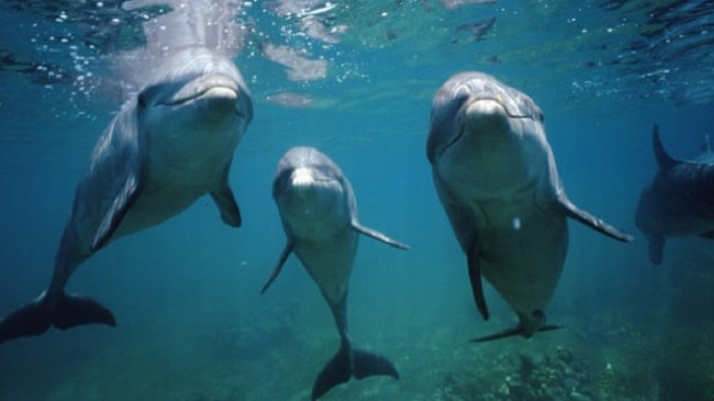 ‘Kuriozë, inteligjentë dhe socialë’/ Delfinët me tipare të ngjashme personaliteti si njerëzit
