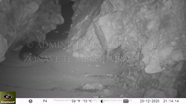 Foka mesdhetare, banorja më e re e Parkut Kombëtar Detar ‘Karaburun-Sazan’