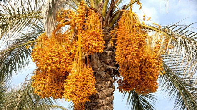 12 frutat që nuk rriten në mënyrën që kemi imagjinuar