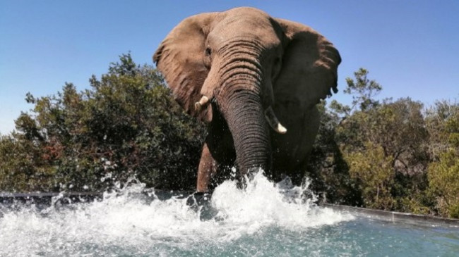 Foto të rralla nga Afrika e Jugut që tregojnë tufën e elefantëve duke u freskuar në një pishinë
