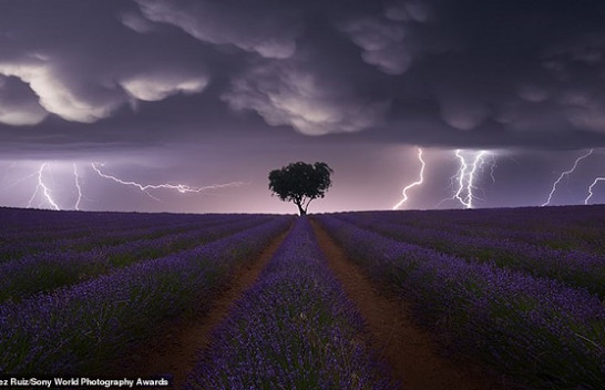 Nga vetëtima te dhelpra në borë, imazhet mahnitëse të Sony World Photography Awards