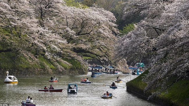 Në fotografi: Lulëzimi i qershive në Japoni