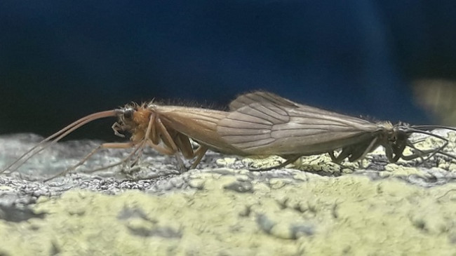 Gjendet një lloj i ri insekti në Lumëbardhin e Deçanit