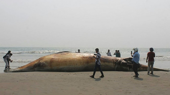 Dy balena të ngordhura gjenden në bregun e Bangladeshit, ‘të vrara’ nga mbetjet plastike në det