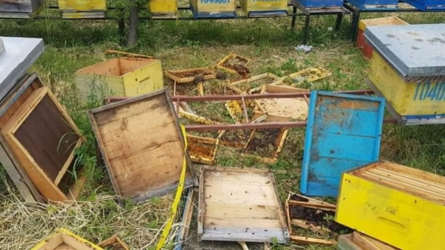 Ariu bën ‘kërdi’ shkatërron dhjetëra koshere me bletë në Istog [Foto]