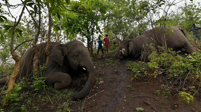 U goditën nga rrufeja, gjenden të ngordhur në pyll tufa e elefantëve në Indi