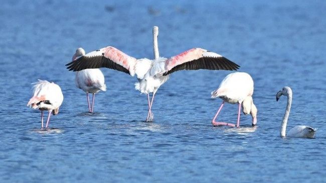 Laguna Kunë-Vain e Lezhës me biodiversitet të pasur