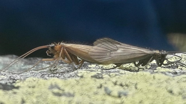 Forbes shkruan për insektin e zbuluar në Kosovë me emrin coronavirus