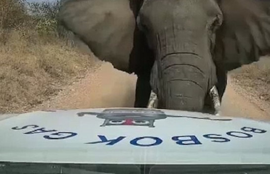 Elefanti gjigant i vërsulet veturës, ia shkatërron kapakun e motorit dhe frikëson shoferin [Video]