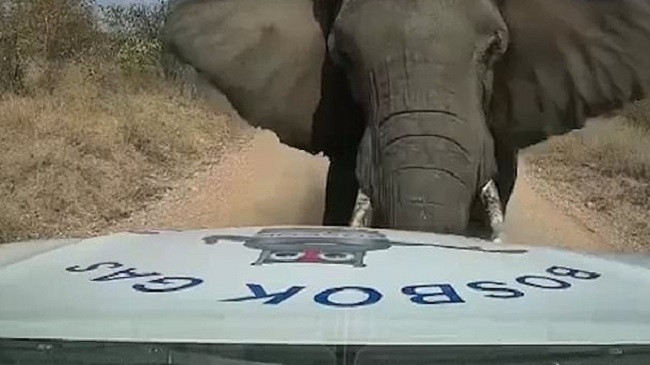 Elefanti gjigant i vërsulet veturës, ia shkatërron kapakun e motorit dhe frikëson shoferin [Video]