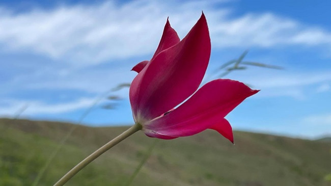 A keni dëgjuar për Tulipanin e Dardanisë? [Foto]