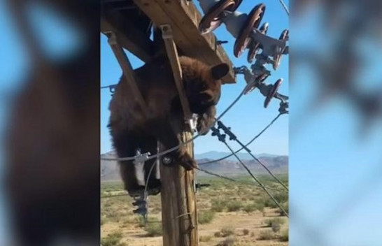 Ariu ‘problematik’ ngjitet në shtyllën elektrike dhe e zë gjumi, fikën dritat në qytet [Video]