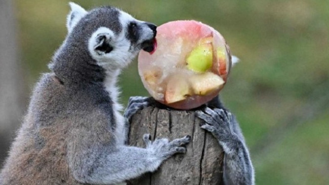 Për të shmangur nxehtësinë, kopshti zoologjik në Romë u ofron kafshëve fruta të ngrira