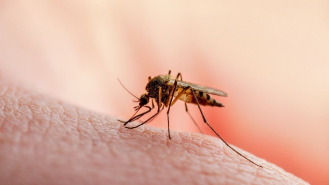 Në Kosovë nuk ka virus të Nilit Perëndimor, IKSHPK: Kujdes nga pickimi i mushkonjave
