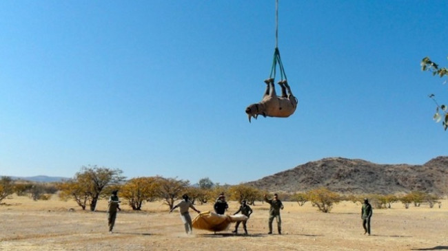 Transportimi i rinoqerontëve me helikopter fiton çmimin Ig Nobel
