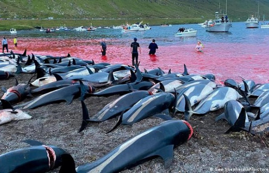 E tmerrshme: Vriten afër 1.500 balena dhe delfinë në "festivalin" në Ishujt Faroe