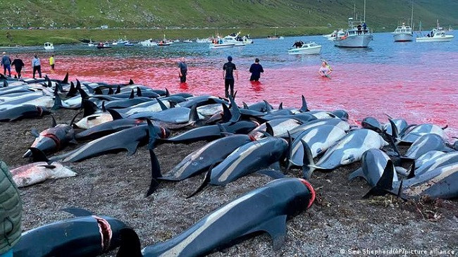 E tmerrshme: Vriten afër 1.500 balena dhe delfinë në "festivalin" në Ishujt Faroe
