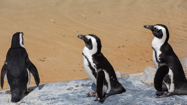 Bletët vrasin dhjetëra pinguinë të rrezikuar në Afrikën e Jugut
