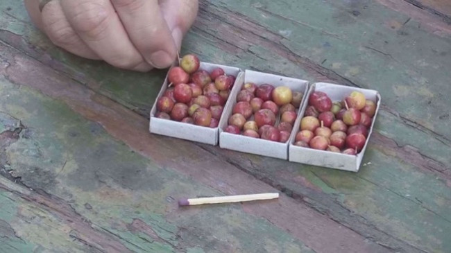 E rrallë: Fermeri rus prodhon mollë në madhësi perle që i rezistojnë dimrit siberian