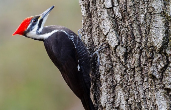 23 specie shpallen të zhdukura në SHBA