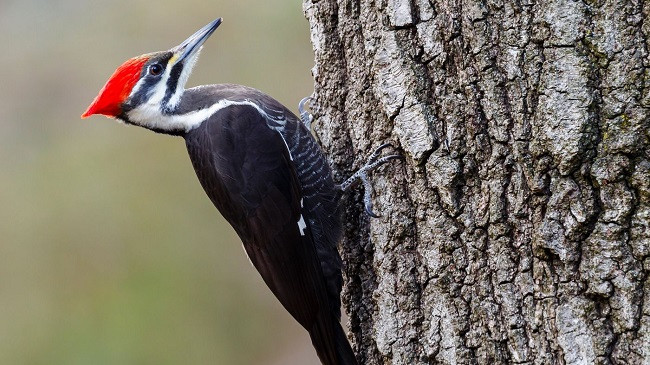 23 specie shpallen të zhdukura në SHBA