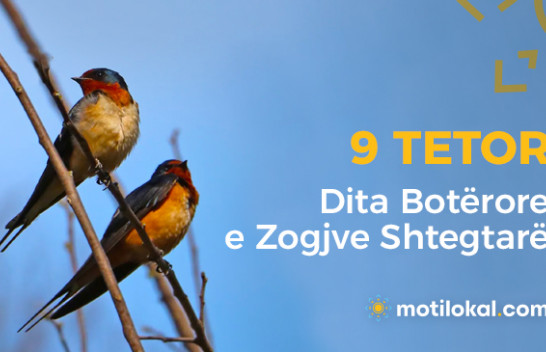 Dita Botërore e Zogjve Shtegtar –  'Këndoni, fluturoni, fluturoni - Si zog'