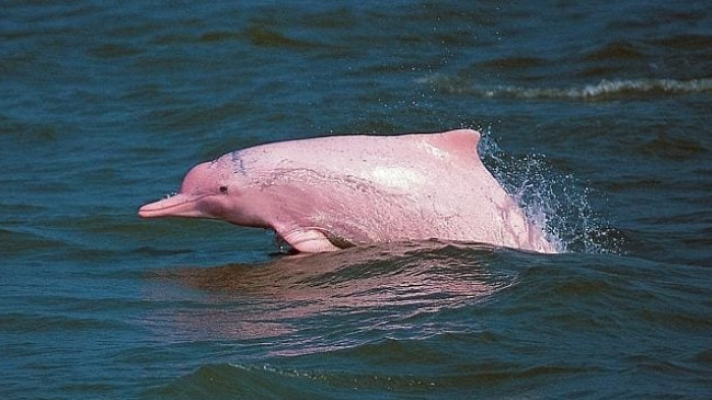 Delfinët rozë drejt zhdukjes, peshkatarët në fokusin e teknologjisë për shpëtimin e specieve